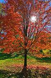 Autumn Tree_00323